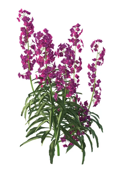 Rendering Purple Blooming Wallflower Plants Isolated White Background — Stock Photo, Image