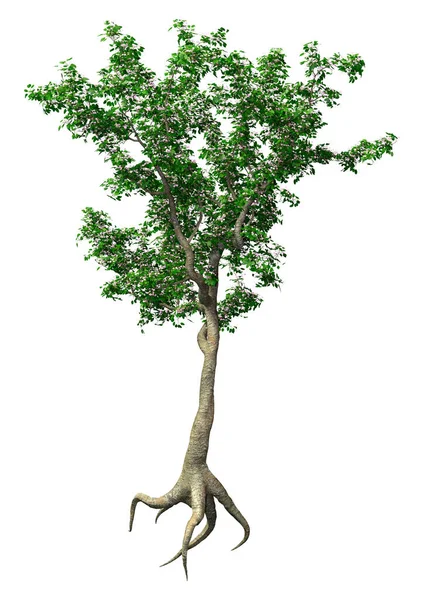 Darstellung Eines Grün Blühenden Apfelbaums Isoliert Auf Weißem Hintergrund — Stockfoto