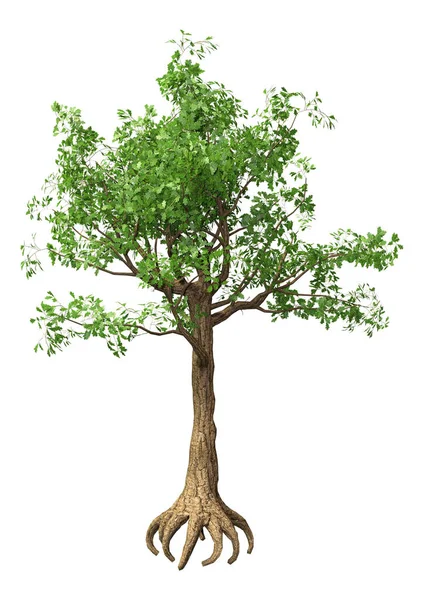 Renderelés Egy Fiatal Zöld Tölgyfa Elszigetelt Fehér Alapon — Stock Fotó