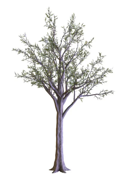 Beyaz Arkaplanda Boyutlu Sekoya Ağacı Metasequoia Glyptostroboides Görüntüleme — Stok fotoğraf