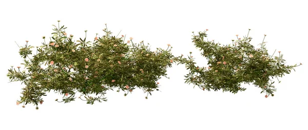 Rendering Von Erigeron Gänseblümchen Blüten Isoliert Auf Weißem Hintergrund — Stockfoto
