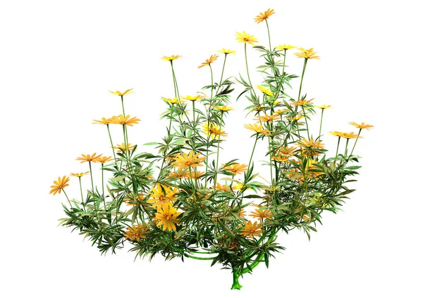 Återgivning Osteospermum Eller Afrikanska Tusensköna Blommor Isolerade Vit Bakgrund — Stockfoto