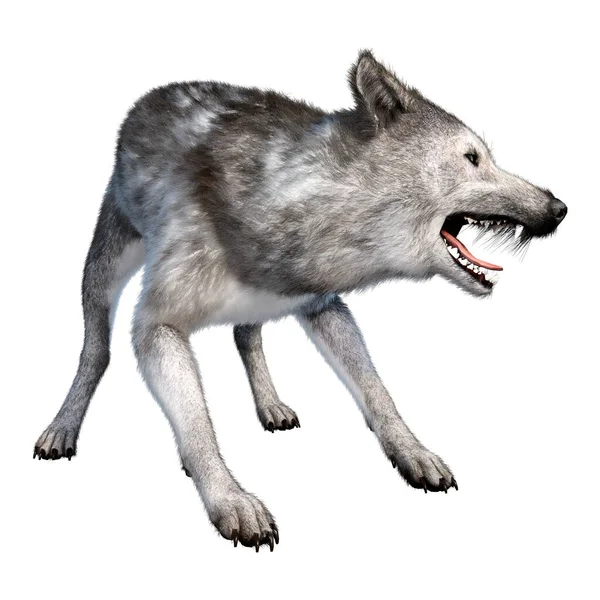 Rendering Big Gray Wolf Isolated White Background — Stock Photo, Image