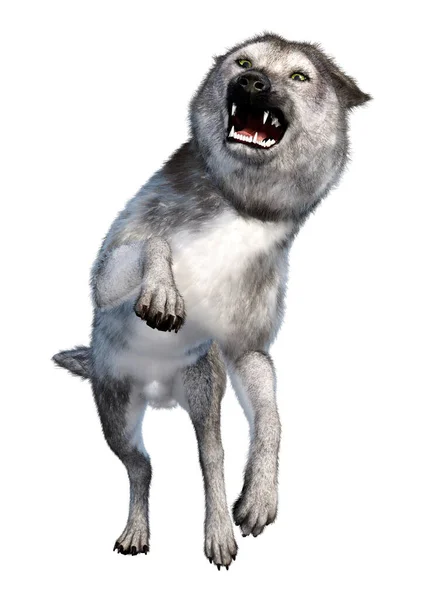 白色背景下孤立的灰狼的3D渲染 — 图库照片