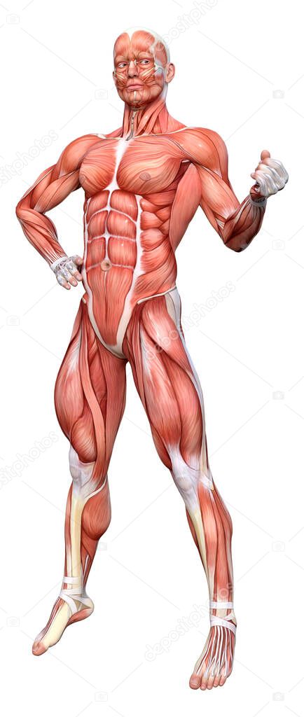 3D rendering of a male figure with muscle maps isolated on white background