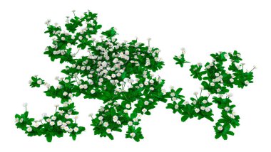 Beyaz arkaplanda izole edilmiş papatya çiçeklerinin 3B görüntülenmesi