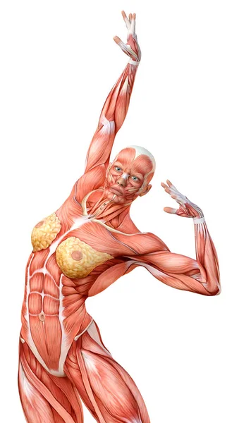 Återgivning Kvinnlig Figur Med Muskelkartor Isolerade Vit Bakgrund — Stockfoto