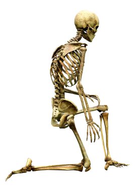 Beyaz arkaplanda izole edilmiş bir insan iskeletinin 3 boyutlu görüntülenmesi