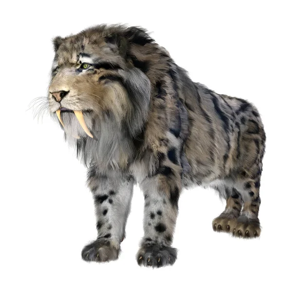 Rendering Sabertooth Tiger Isolated White Background — Stock Photo, Image