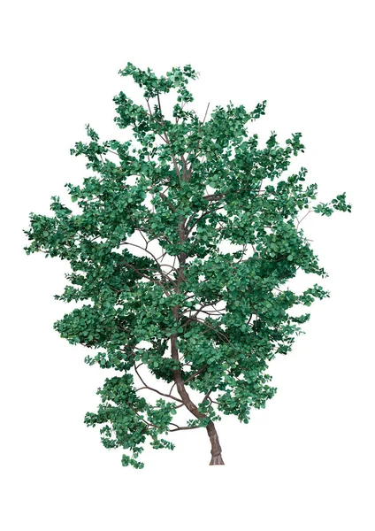 Yeşil Bir Ada Meşe Ağacının Boyutlu Görüntülenmesi Veya Beyaz Arkaplanda — Stok fotoğraf