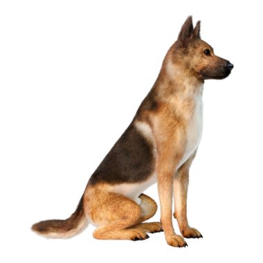 Beyaz arka planda izole edilmiş bir Alman çoban köpeğinin 3 boyutlu görüntüsü