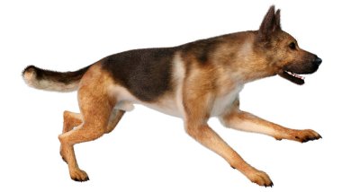 Beyaz arka planda izole edilmiş bir Alman çoban köpeğinin 3 boyutlu görüntüsü