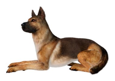 Beyaz arka planda izole edilmiş bir Alman çoban köpeğinin 3 boyutlu görüntüsü