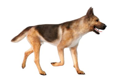 Beyaz arka planda izole edilmiş bir Alman çoban köpeğinin 3 boyutlu görüntüsü
