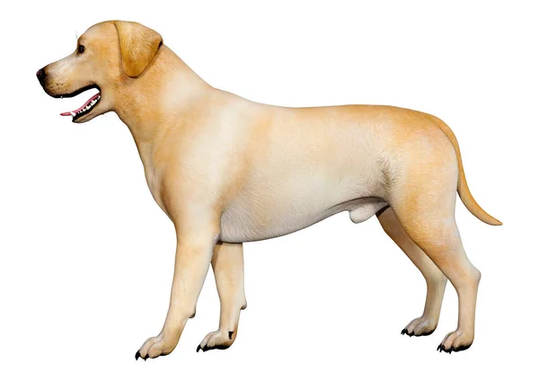 Renderização Cão Labrador Amarelo Isolado Fundo Branco — Fotografia de Stock