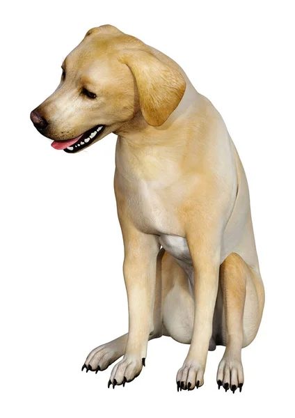 Vykreslení Žlutého Labradora Psa Izolovaného Bílém Pozadí — Stock fotografie