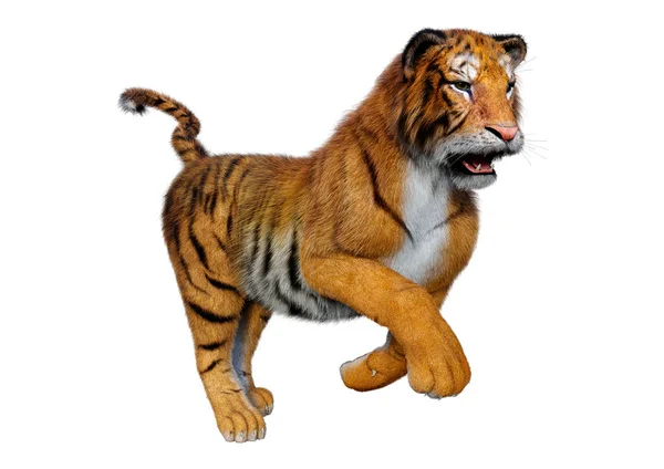 Rendering Una Grande Tigre Gatto Isolata Sfondo Bianco — Foto Stock