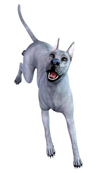 Renderização Cão Great Dane Azul Isolado Fundo Branco — Fotografia de Stock