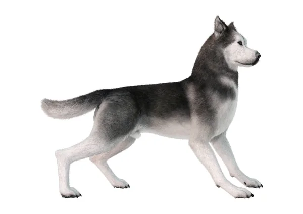 Renderização Cão Husky Siberiano Isolado Fundo Branco — Fotografia de Stock