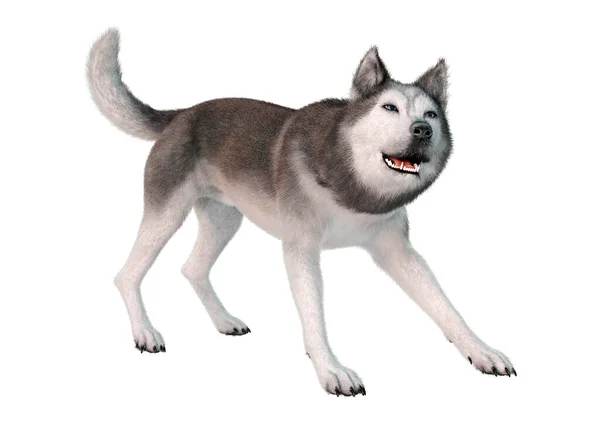 Renderização Cão Husky Siberiano Isolado Fundo Branco — Fotografia de Stock