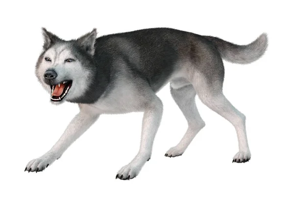 基于白色背景隔离的西伯利亚哈士奇犬的3D渲染 — 图库照片