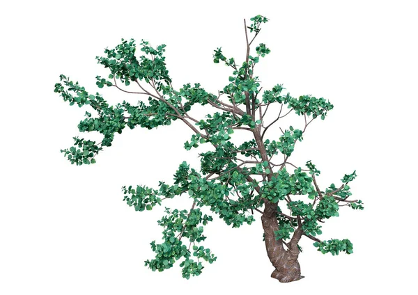 Rendering Una Quercia Verde Dell Isola Una Quercus Tomentella Isolata — Foto Stock