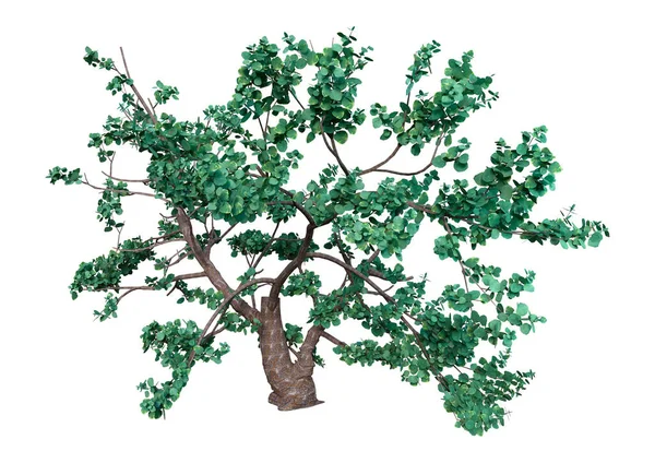 Återgivning Grön Eller Quercus Tomentella Isolerad Vit Bakgrund — Stockfoto