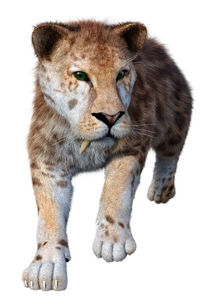 Rendering Eines Säbelzahntigers Isoliert Auf Weißem Hintergrund — Stockfoto