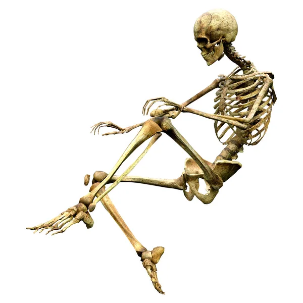 Darstellung Eines Menschlichen Skeletts Isoliert Auf Weißem Hintergrund — Stockfoto