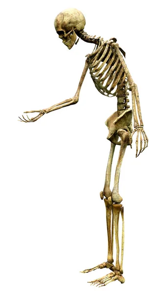 Rendering Human Skeleton Isolated White Background — Stock Photo, Image