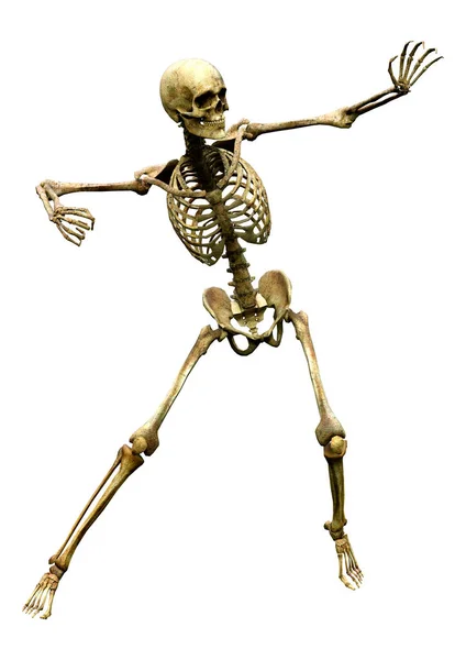 Darstellung Eines Menschlichen Skeletts Isoliert Auf Weißem Hintergrund — Stockfoto