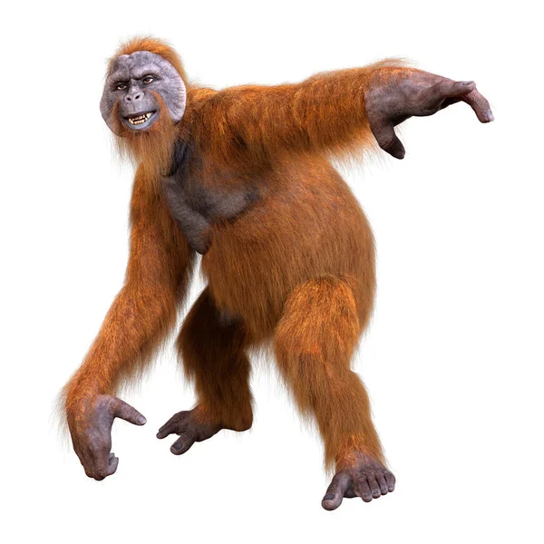 Rendering Eines Orang Utans Isoliert Auf Weißem Hintergrund — Stockfoto