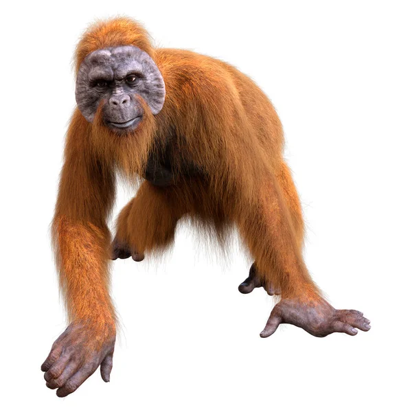 Rendering Eines Orang Utans Isoliert Auf Weißem Hintergrund — Stockfoto