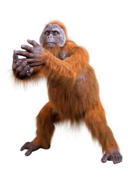 Weergave Van Een Orang Oetan Aap Geïsoleerd Witte Achtergrond — Stockfoto