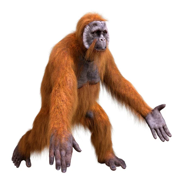 Renderização Macaco Orangotango Isolado Fundo Branco — Fotografia de Stock