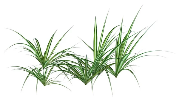 白色背景下分离绿叶绿素植物的三维绘制 — 图库照片