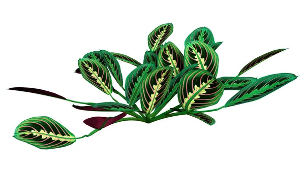 Beyaz Arkaplanda Izole Edilmiş Yeşil Yılan Derisi Bitkisinin Boyutlu Görüntülenmesi — Stok fotoğraf