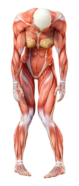 Rendering Female Figure Muscle Maps Isolated White Background — Stock Photo, Image