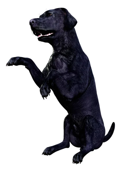Візуалізація Чорної Собаки Лабрадора Ізольовано Білому Тлі — стокове фото