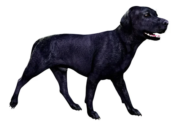 Renderização Cão Labrador Preto Isolado Fundo Branco — Fotografia de Stock