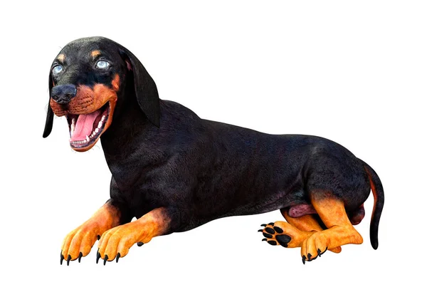 Renderização Dachshund Cão Texugo Cão Salsicha Isolado Fundo Branco — Fotografia de Stock