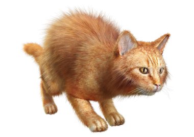 Beyaz arkaplanda izole edilmiş bir kırmızı kedinin 3B görüntülemesi