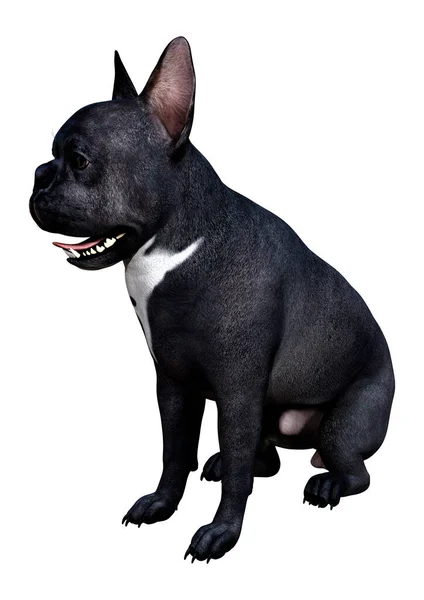 Rendering Van Een Zwarte Franse Bulldog Geïsoleerd Witte Achtergrond — Stockfoto