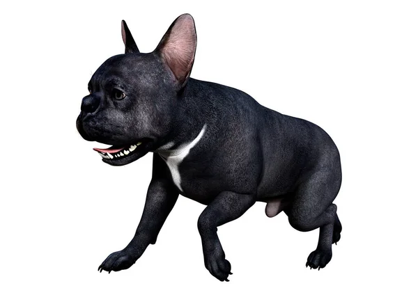 Rendering Van Een Zwarte Franse Bulldog Geïsoleerd Witte Achtergrond — Stockfoto