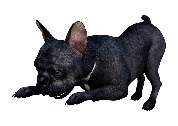 Darstellung Einer Schwarzen Französischen Bulldogge Isoliert Auf Weißem Hintergrund — Stockfoto
