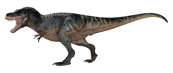 Renderowanie Dinozaura Tyranozaura Rex Izolowany Białym Tle — Zdjęcie stockowe