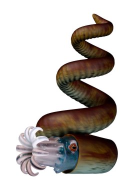 Üç boyutlu bir Bostrychoceras, nesli tükenmiş kabuklu sefalopod hayvan beyaz arka planda izole