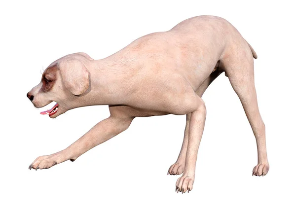 Візуалізація Схрещеної Собаки Ізольовано Білому Тлі — стокове фото
