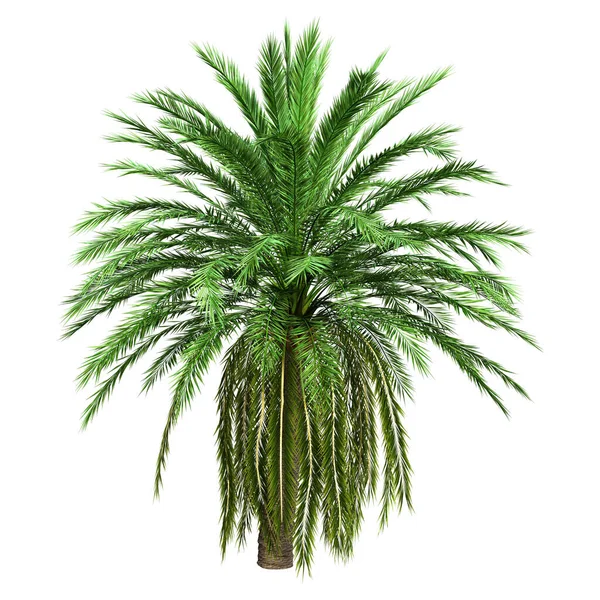 Rendering Coconut Palm Tree Isolated White Background — Stock Photo, Image