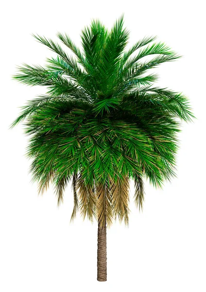 Återgivning Kokos Palm Isolerad Vit Bakgrund — Stockfoto